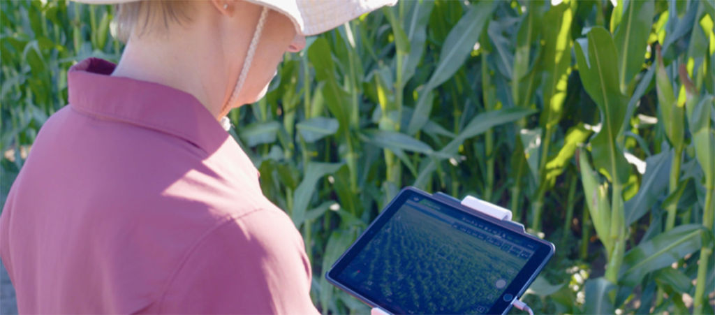 farmer monitoring corn field